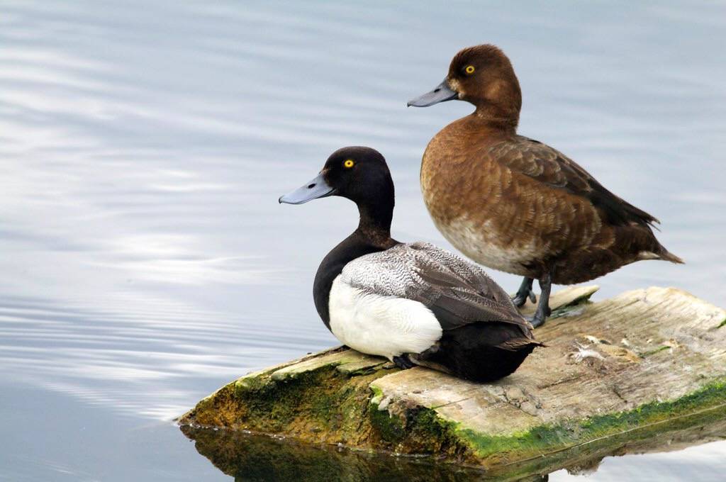 Lesser Scaup pair by Kurayba is licensed under CC BY-SA 2.0.
